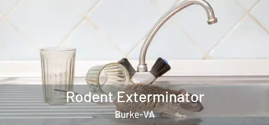 Rodent Exterminator Burke-VA