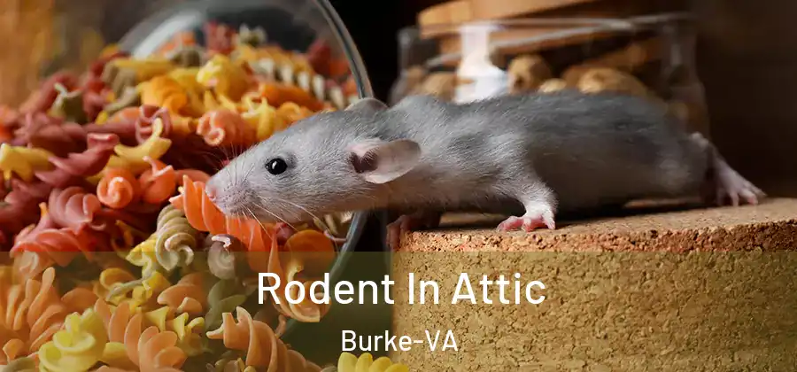  Rodent In Attic Burke-VA