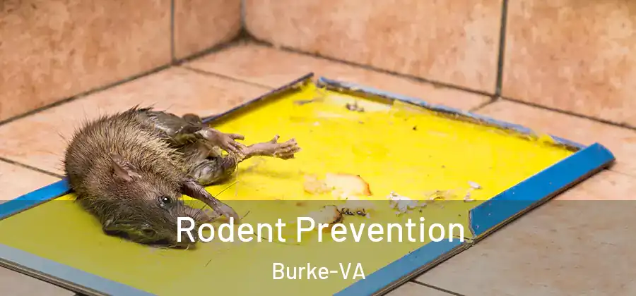  Rodent Prevention Burke-VA
