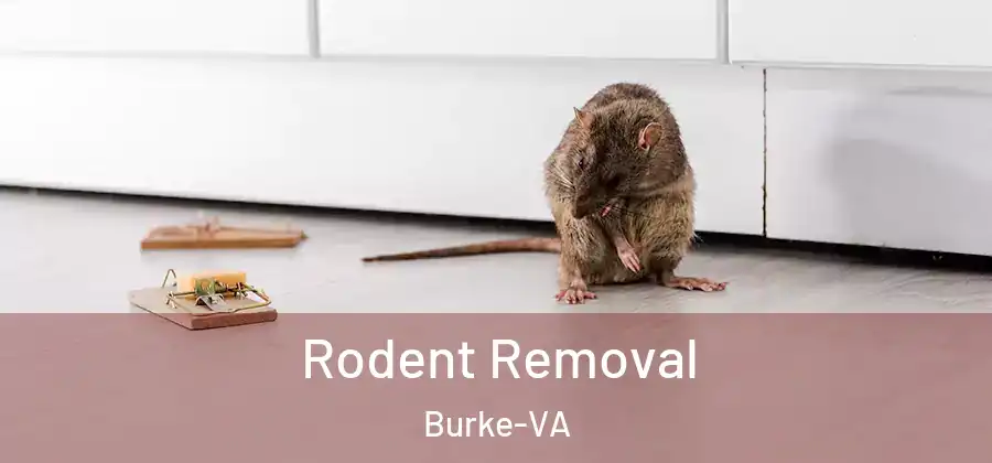  Rodent Removal Burke-VA