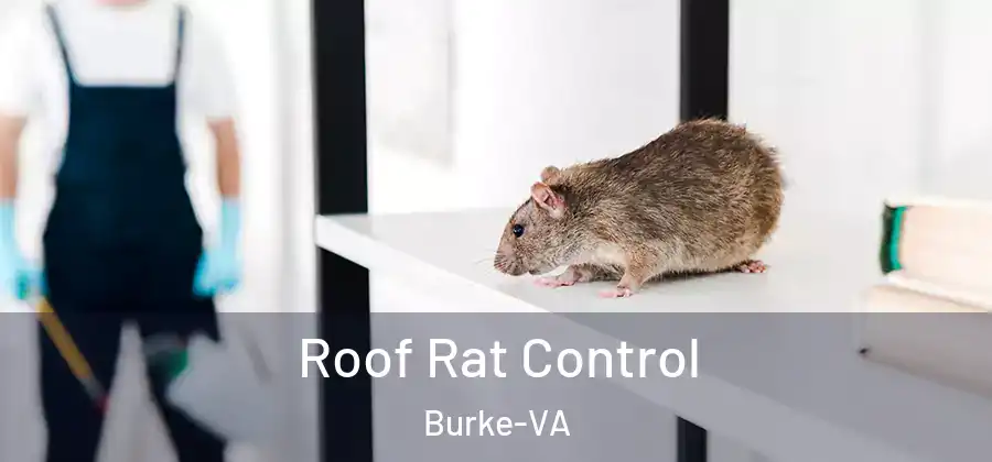  Roof Rat Control Burke-VA