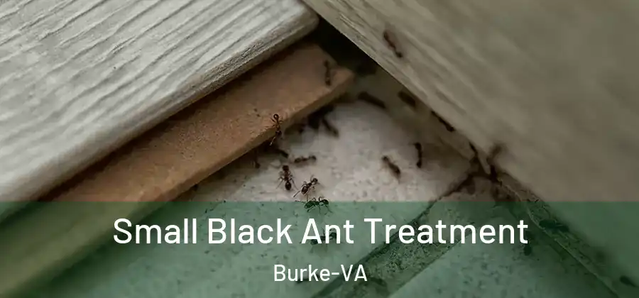  Small Black Ant Treatment Burke-VA