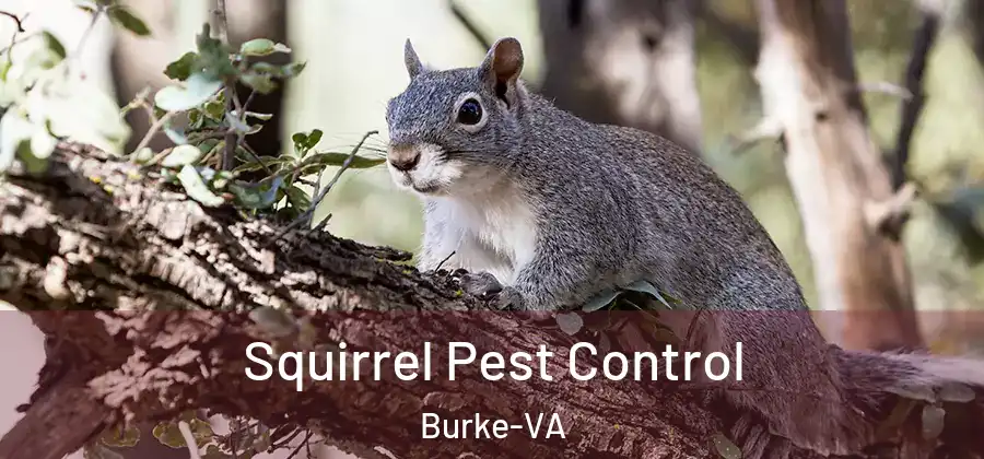  Squirrel Pest Control Burke-VA