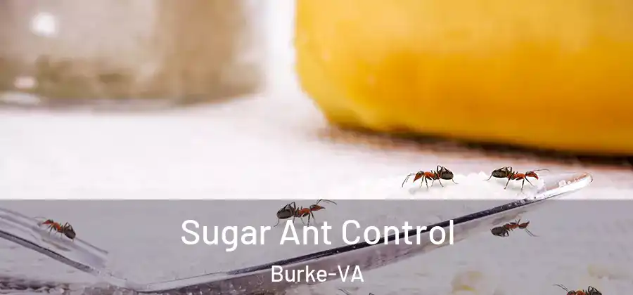  Sugar Ant Control Burke-VA