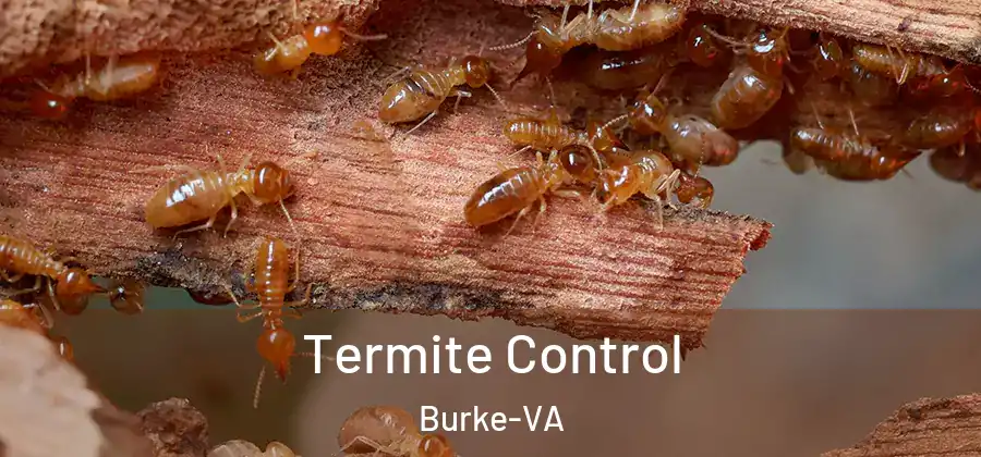  Termite Control Burke-VA