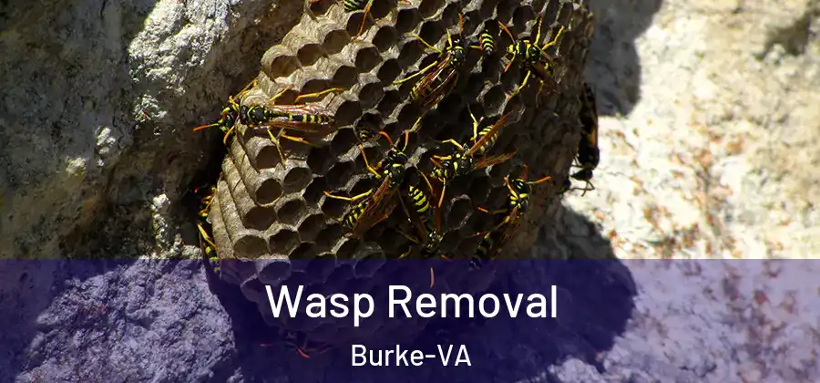  Wasp Removal Burke-VA
