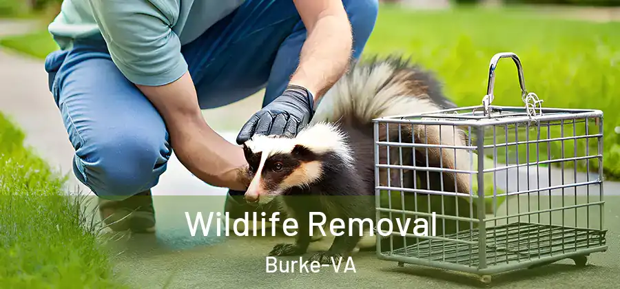  Wildlife Removal Burke-VA