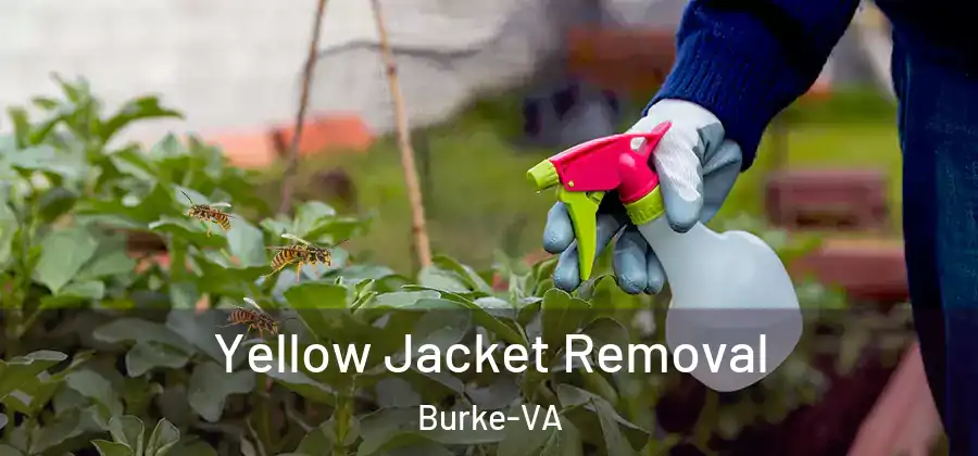  Yellow Jacket Removal Burke-VA